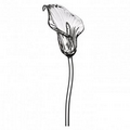 Waterford Crystal Fleurology Jeff Leatham Flowers Calla Lily